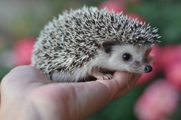 Африканский карликовый ежик