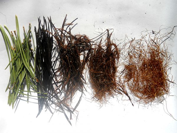 Сосновые волокна